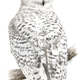 Illustration for article titled 15-year-old prodigy girl draws amazingly well emand/em trains falcons too